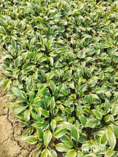高度15厘米花叶玉簪