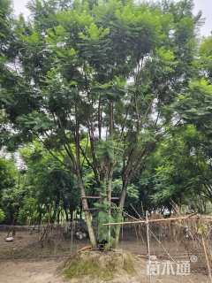 18公分(5杆)丛生蓝花楹