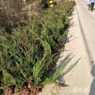 高度80厘米铺地柏