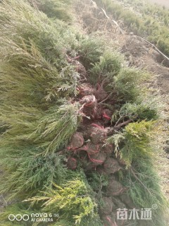 高度40厘米蜀桧