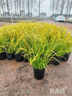 高度30厘米金叶石菖蒲