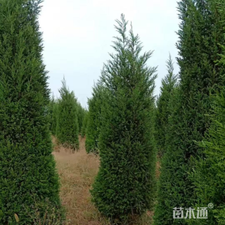 高度200厘米蜀桧