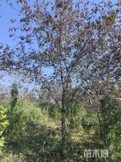 15公分红宝石海棠