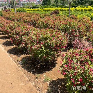 高度40厘米红王子锦带