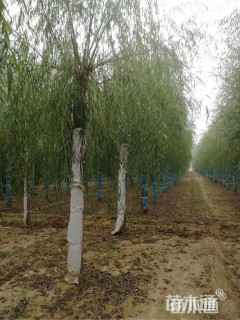 15公分嫁接垂柳