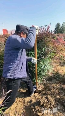 高度280厘米南天竹