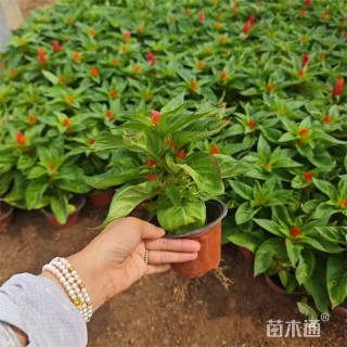 高度22厘米鸡冠花