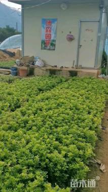 冠幅40厘米罗汉松球