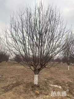 10公分绚丽海棠