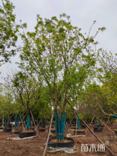 50公分丛生朴树