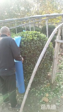 冠幅120厘米大叶黄杨球