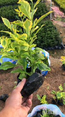 高度30厘米金边假连翘