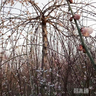 8公分垂枝梅