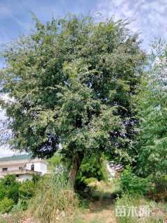 60公分朴树