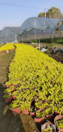 高度10厘米佛甲草