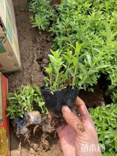 高度15厘米千屈菜