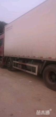 高度150厘米月季