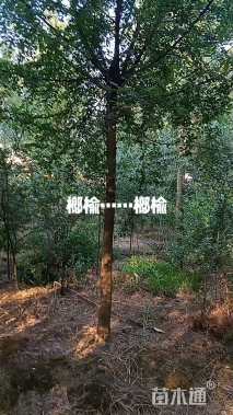 10公分榔榆