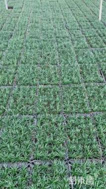 高度30厘米玉龙草