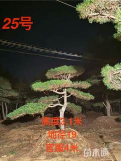精品造型黑松