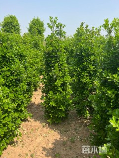 高度150厘米大叶黄杨柱