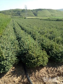 高度80厘米云杉