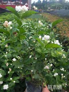 高度25厘米虎头茉莉