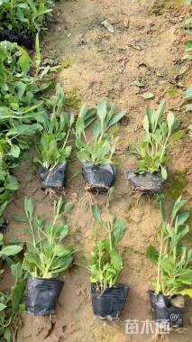 高度15厘米马鞭草