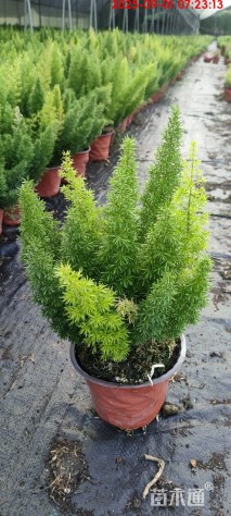 高度20厘米狐尾天门冬