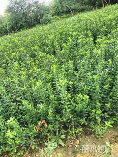 高度50厘米大叶黄杨