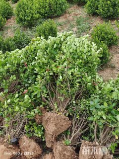 冠幅60厘米卫矛球