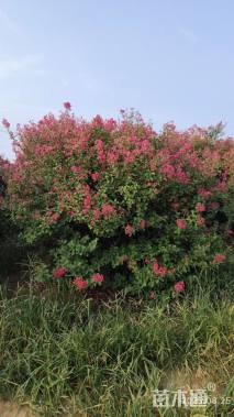 高度250厘米丛生紫薇