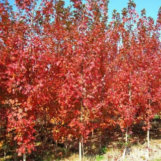 30公分美国红枫