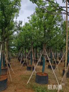 12公分香樟