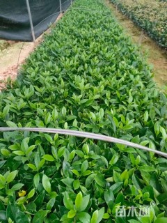 高度25厘米非洲茉莉