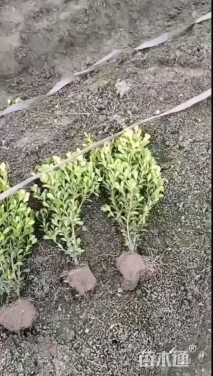 高度40厘米瓜子黄杨