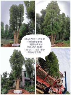 10公分香樟