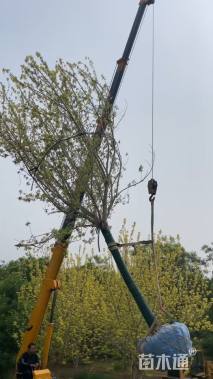 12公分金叶复叶槭