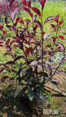 高度50厘米紫叶矮樱小苗