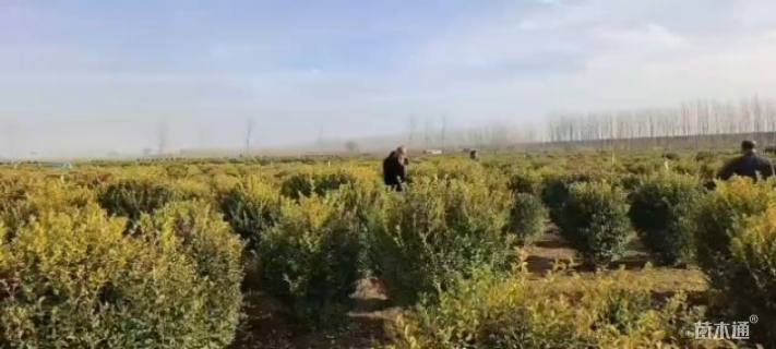 冠幅180厘米金叶女贞球