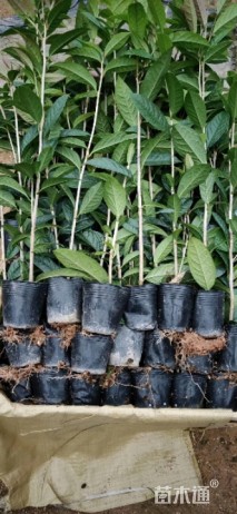 高度40厘米金花茶