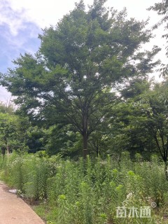 20公分榉树