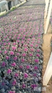 高度20厘米羽衣甘蓝