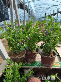 高度10厘米满天星