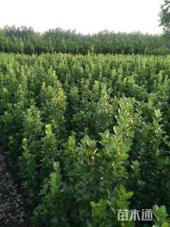 高度120厘米北海道黄杨