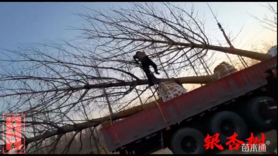 10公分美国红枫
