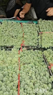 高度8厘米中华景天