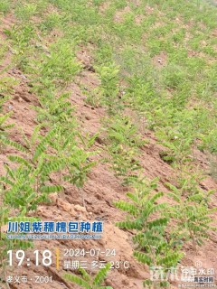 高度200厘米紫穗槐