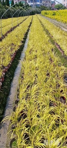 高度20厘米金线菖蒲