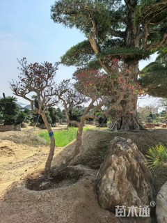 高度200厘米杜鹃